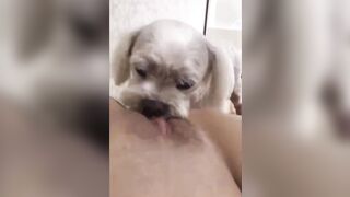 강아지와 오랄섹스하는년 korean bj (5)