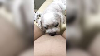 강아지와 오랄섹스하는년 korean bj (7)